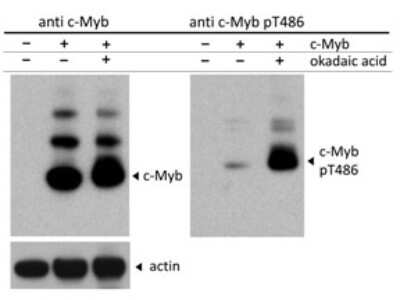 Western Blot: c-Myb [p Thr486] Antibody [NBP2-21659]